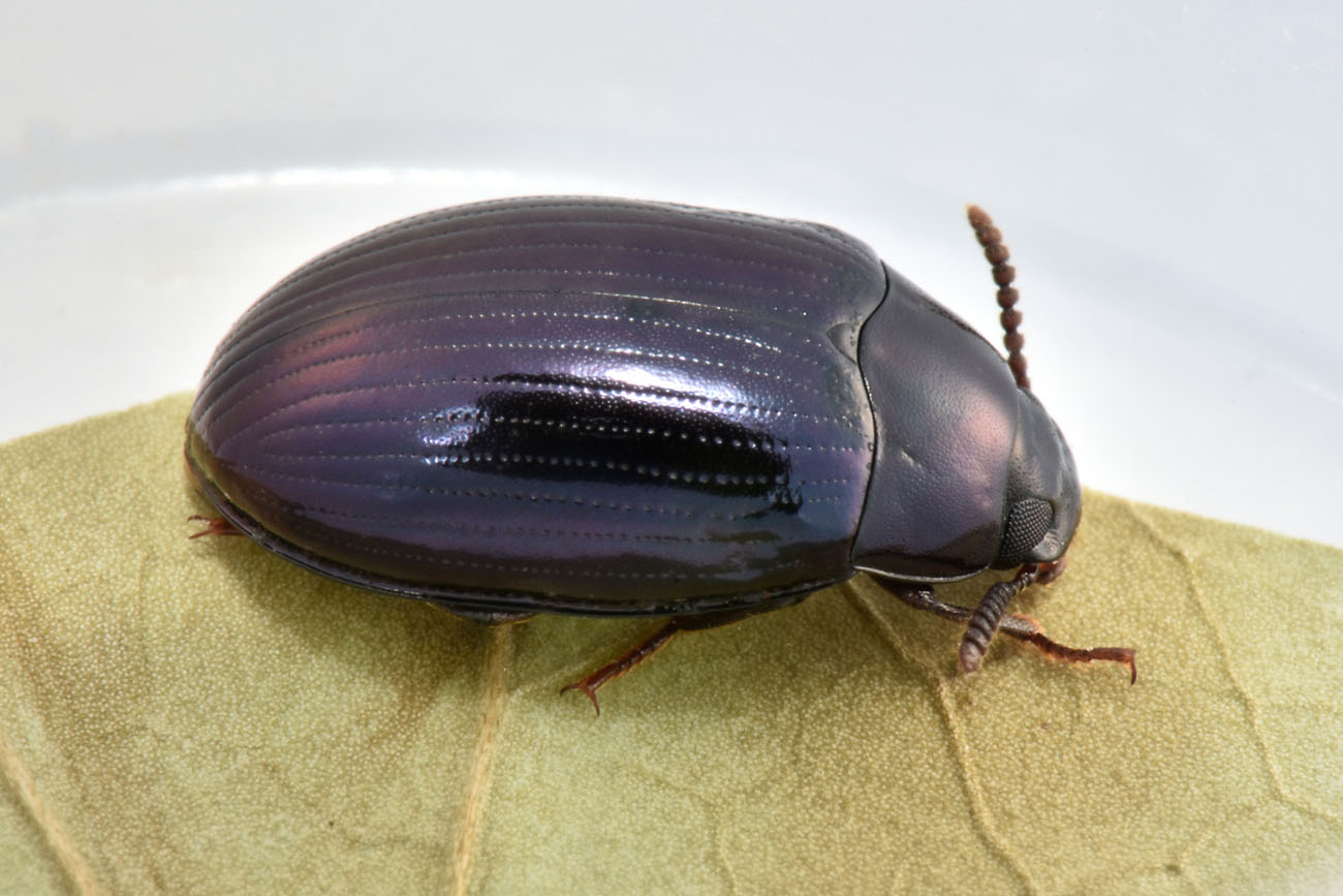 Tenebrionidae: Platydema violacea? S